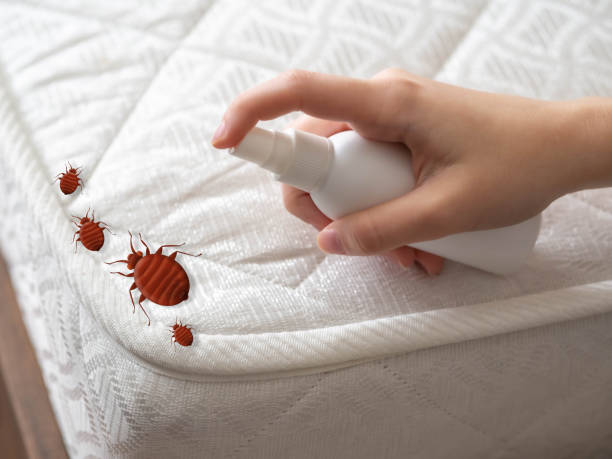 Best Ant Control Services  in Eastland, TX